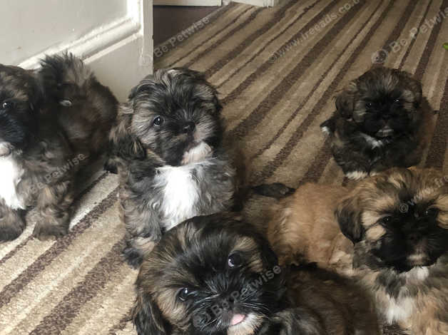 Freeads store shih tzu