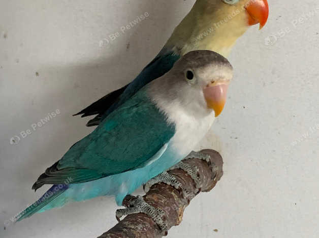 Female lovebird deals