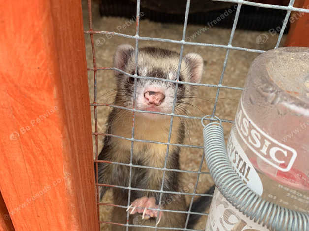 Hob Ferret in Crewe on Freeads Classifieds - Ferrets & Polecats classifieds