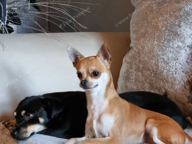 Long legged best sale deer chihuahua