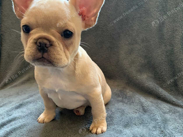 Chocolate cream 2024 french bulldog