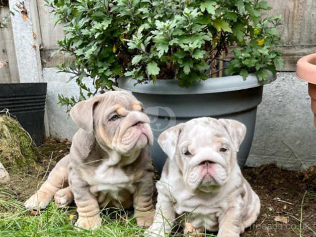 Lilac and tan english bulldog hot sale for sale