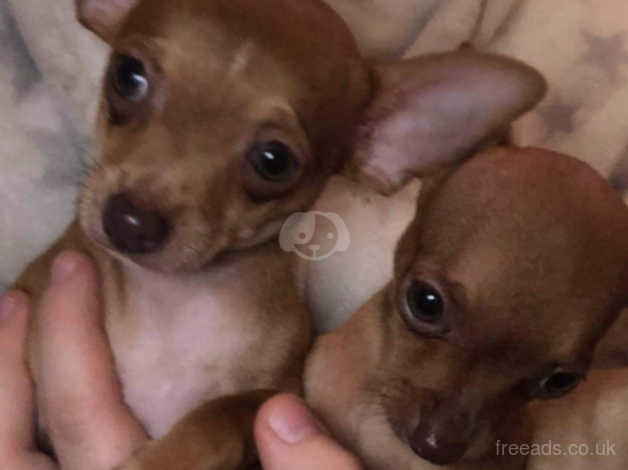 Chihuahua min pin sales puppies