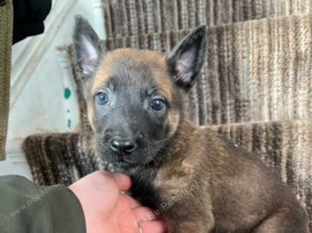 Nvbk malinois sale for sale