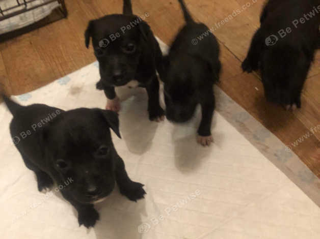 Patterdale cross jack russell puppies store for sale