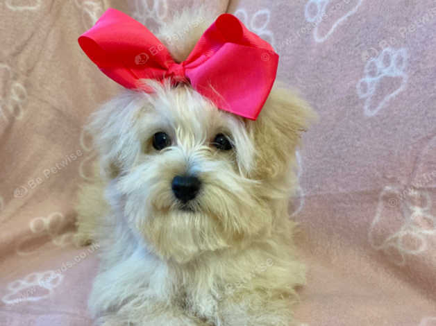 Maltipoo Puppy Gorgeous Apricot Teddy Bear Toy Ready Now in Swansea SA2 ...