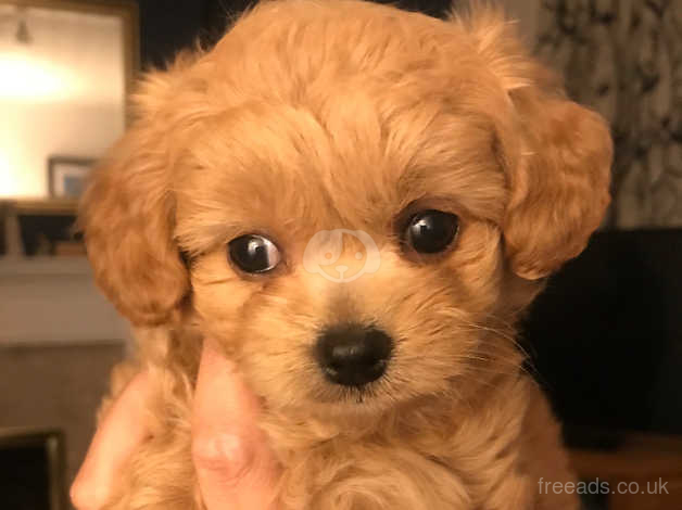 Poodle cross chihuahua for 2024 sale