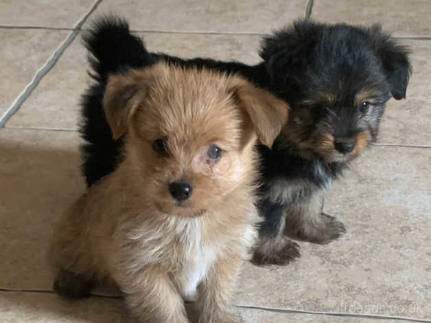 Yorkie cross pomeranian hot sale puppies for sale