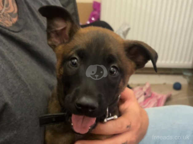 3 month old sales belgian malinois