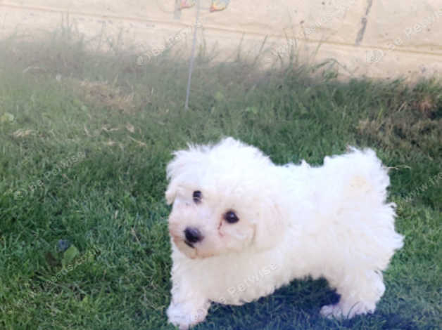 Beautiful bichon frise for hot sale sale