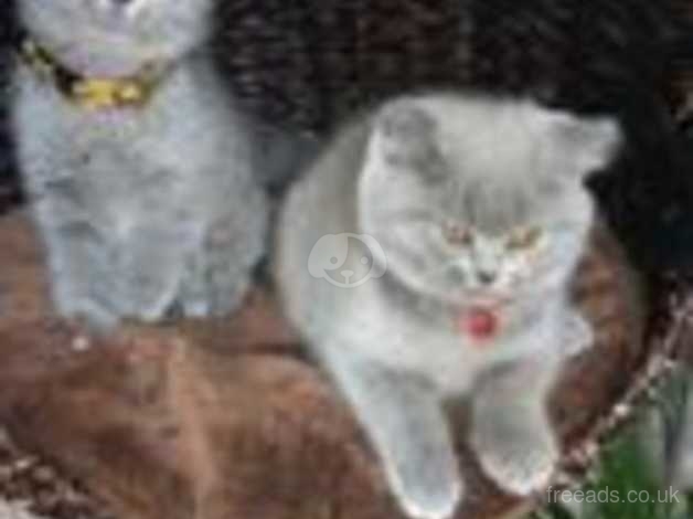 Lilac British Shorthair Kittens With Tica For Sale In Wandsworth