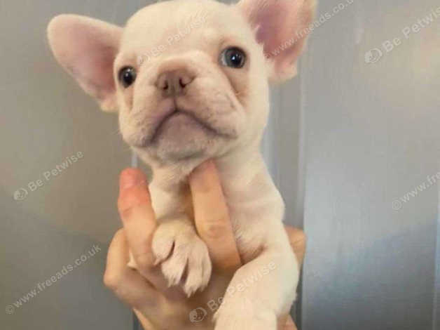 platinum merle french bulldog