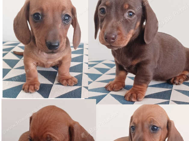 Champion 2024 dachshund puppies