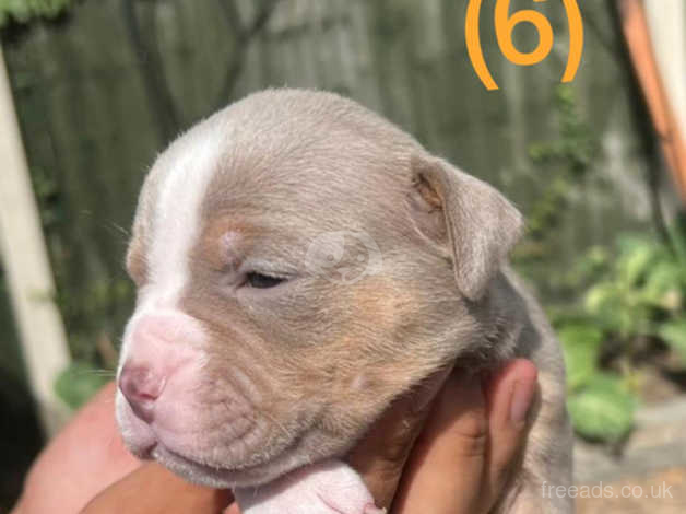 Chocolate staffy store pups for sale