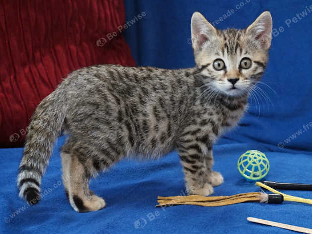 Bengal british hot sale shorthair cross