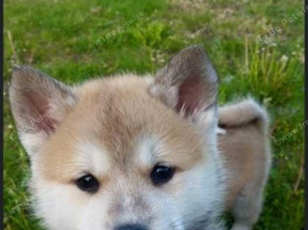 Japanese husky hot sale puppy