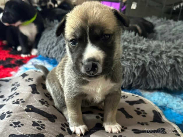 Staffy x husky cheap puppies for sale