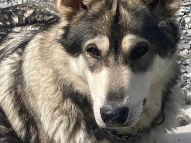 Timber wolf alaskan malamute mix hot sale for sale