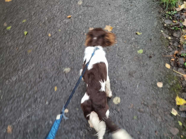 9 month old springer hot sale spaniel