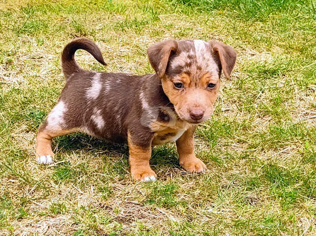 Miniature jack russell store puppy