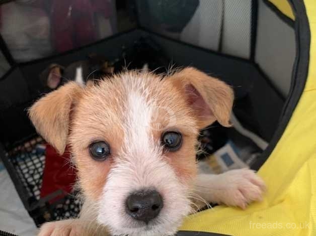 Stunning Male Miniature Jack Russell Puppy In Birmingham On