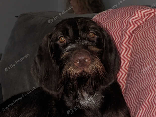 German Wirehaired Pointer/vizla Cross in Lanark ML11 on Freeads ...