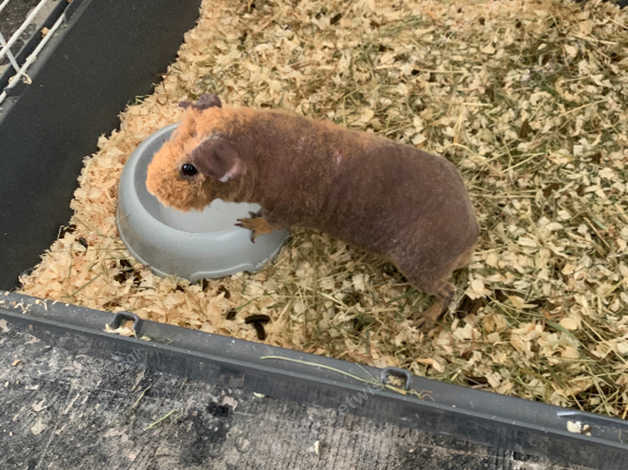 Werewolf skinny best sale pig for sale