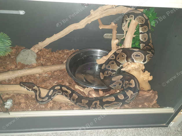 4 Year Old Normal.big Boy Ball Python in Dumfries DG2 on Freeads ...