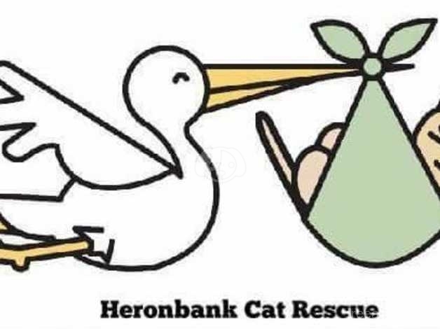 heronbank cat rescue