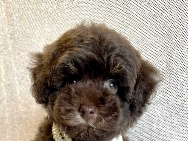 Chocolate schnoodle puppies outlet for sale