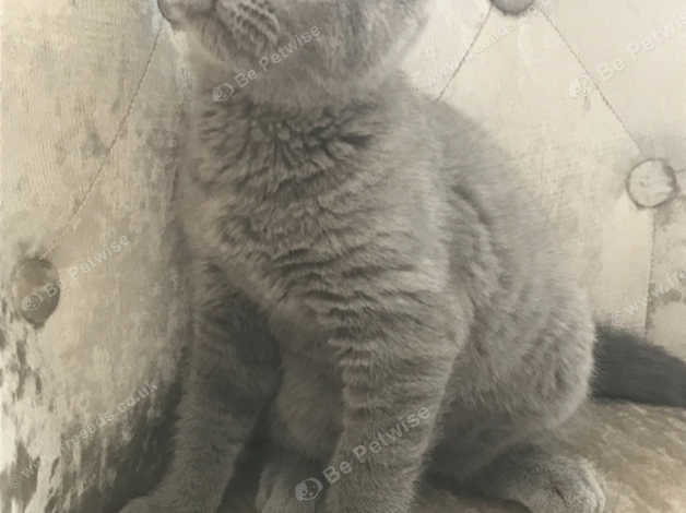 Lilac Bsh Kitten Female Super Daft In Liverpool L17 On Freeads