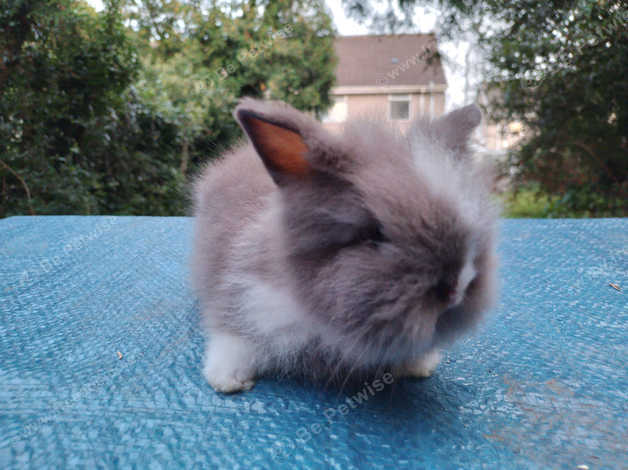 Double maned lionhead hot sale rabbit for sale