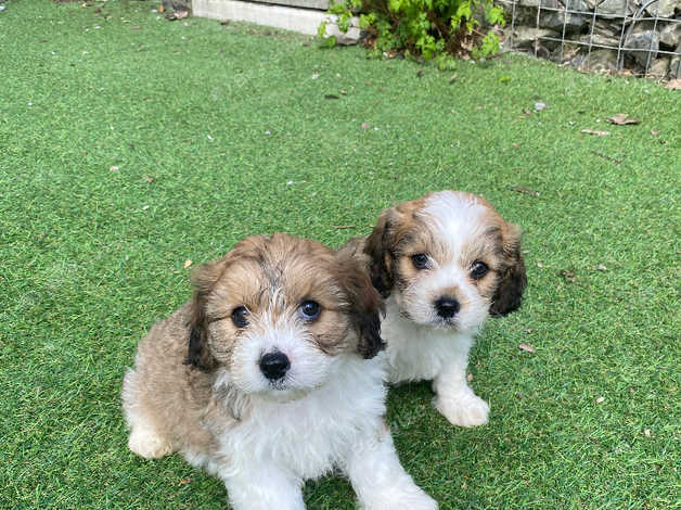 Sable cavachon best sale