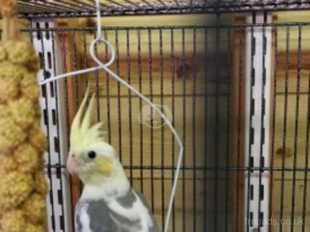 pastel cockatiel