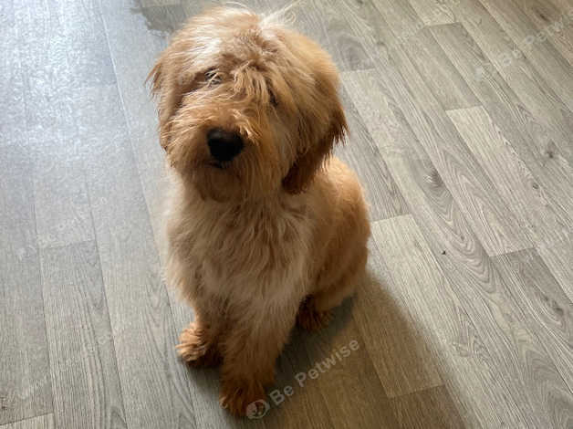 F1 best sale miniature labradoodle