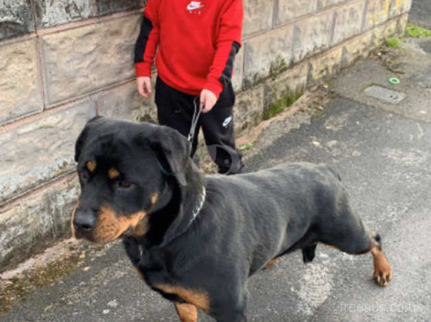 Rottweiler Bitch in West Bromwich B71 on Freeads Classifieds - Rottweilers  classifieds