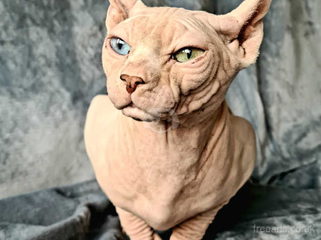 Odd eyed sphynx sales for sale