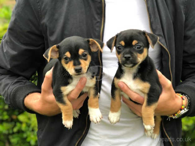 Reduced To Go Stunning Jack Russell X Chihuahua Puppy S For Sale