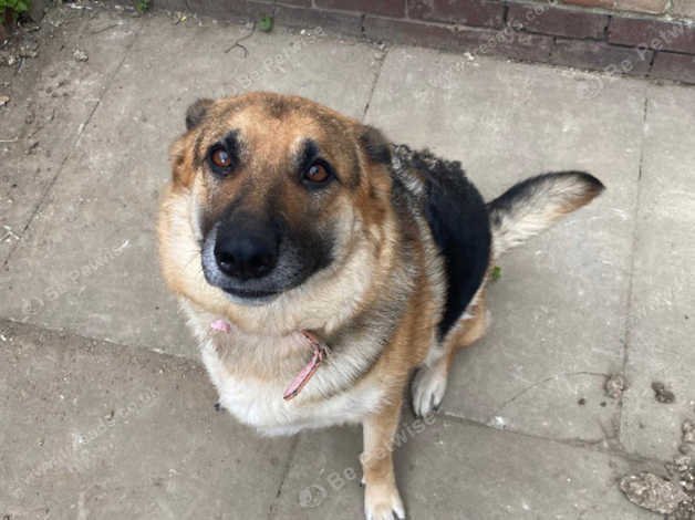 3 Year Old German Shepard Girl in Dunstable on Freeads Classifieds ...