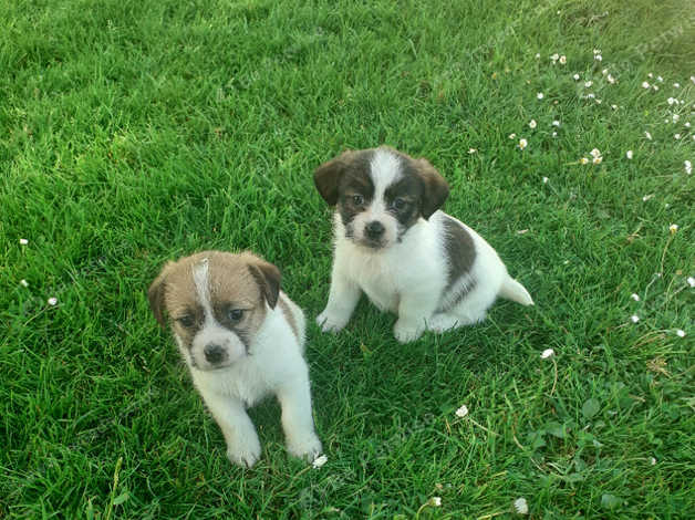 Jack Russell X Shih Tzu in Carmarthen SA33 on Freeads Classifieds ...