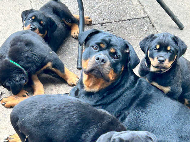 Kc registered clearance rottweiler