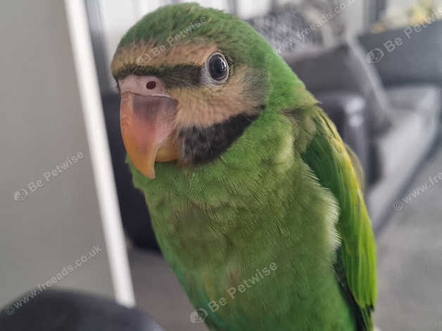 Baby Female Mustache Parakeet in Kelty KY4 on Freeads Classifieds ...