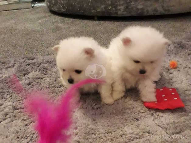 kc pomeranian puppies for sale