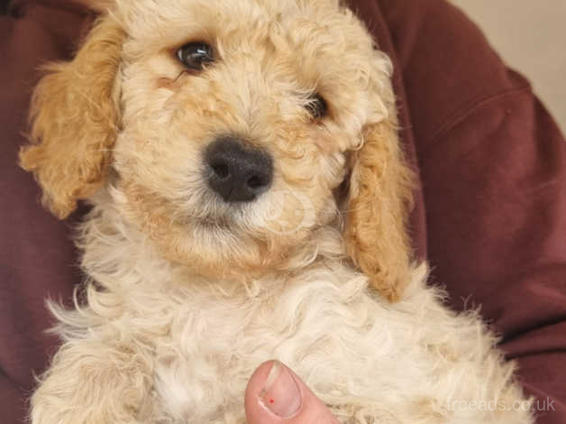 Moyen clearance poodle rescue