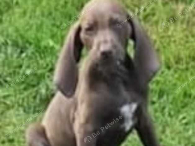 Bracco italiano hot sale rehome