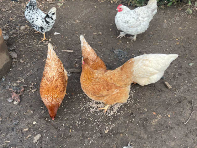 Laying Hens in Nottingham on Freeads Classifieds - Other classifieds