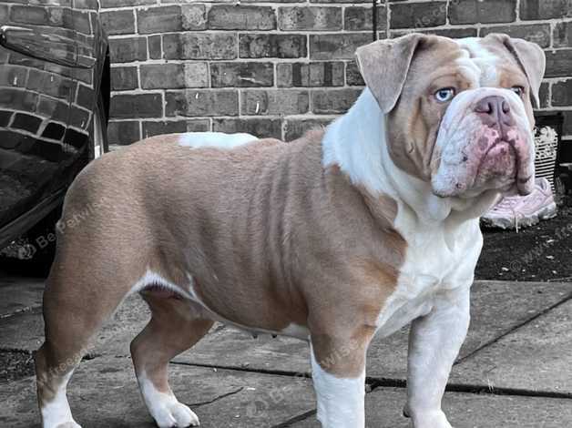 Old english 2024 bulldog lilac