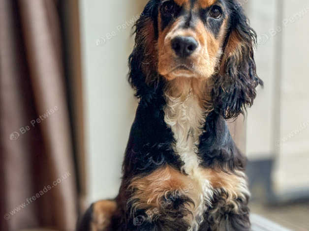 Black & Tan Cocker Spaniel For Rehoming in Belfast on Freeads ...