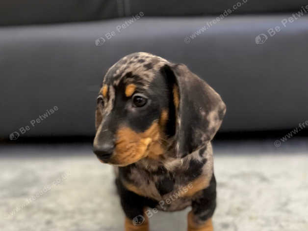 Male 2024 mini dachshund