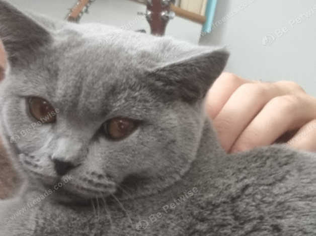 6 month best sale old british shorthair